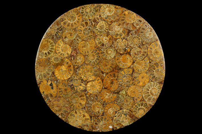 Composite Plate Of Agatized Ammonite Fossils #130574